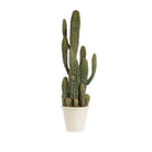 L'Oca Nera Cactus - 1N17 - Stilato